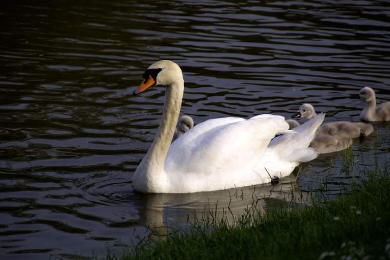 Schwaene auf der Sauer Bild Nr.054